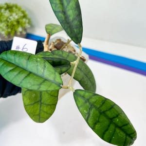 Hoya Callistophylla Short Leaves (#LB) | Rare Imported Hoyas