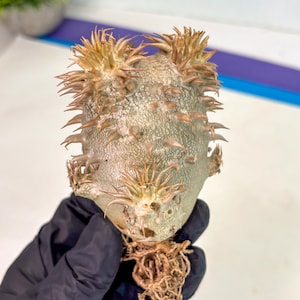 May include: A close-up of a succulent plant with a textured, light green body and brown, spiky protrusions. The plant has visible roots and is held by a gloved hand. The plant's unique shape and texture are prominent.