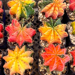 Gymnocalycium Var (AY) (C) | Choose your own plant! 2 Inch Pot