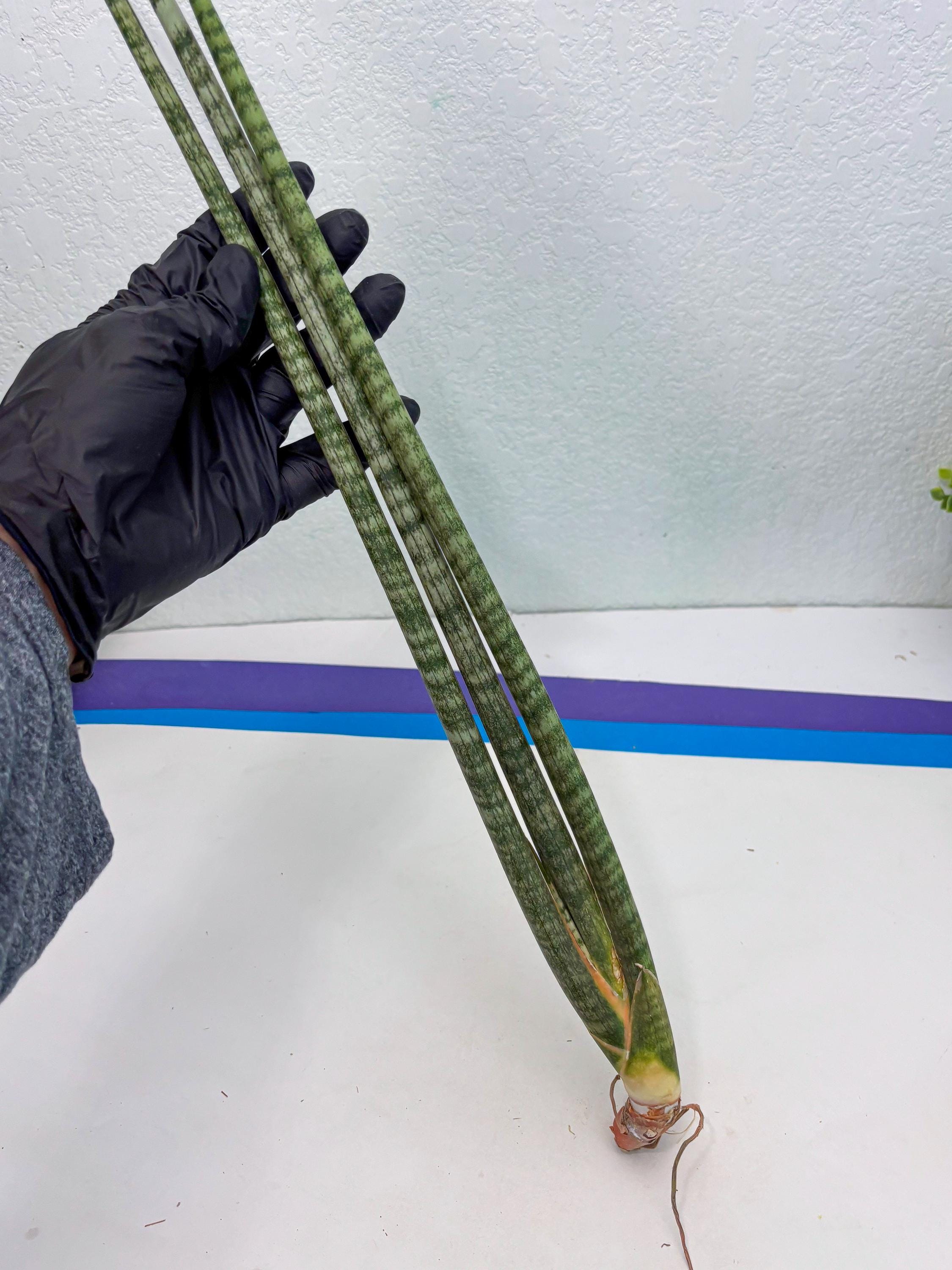 Sansevieria Pix Maro (b9) | New Hybrids Imported - Etsy