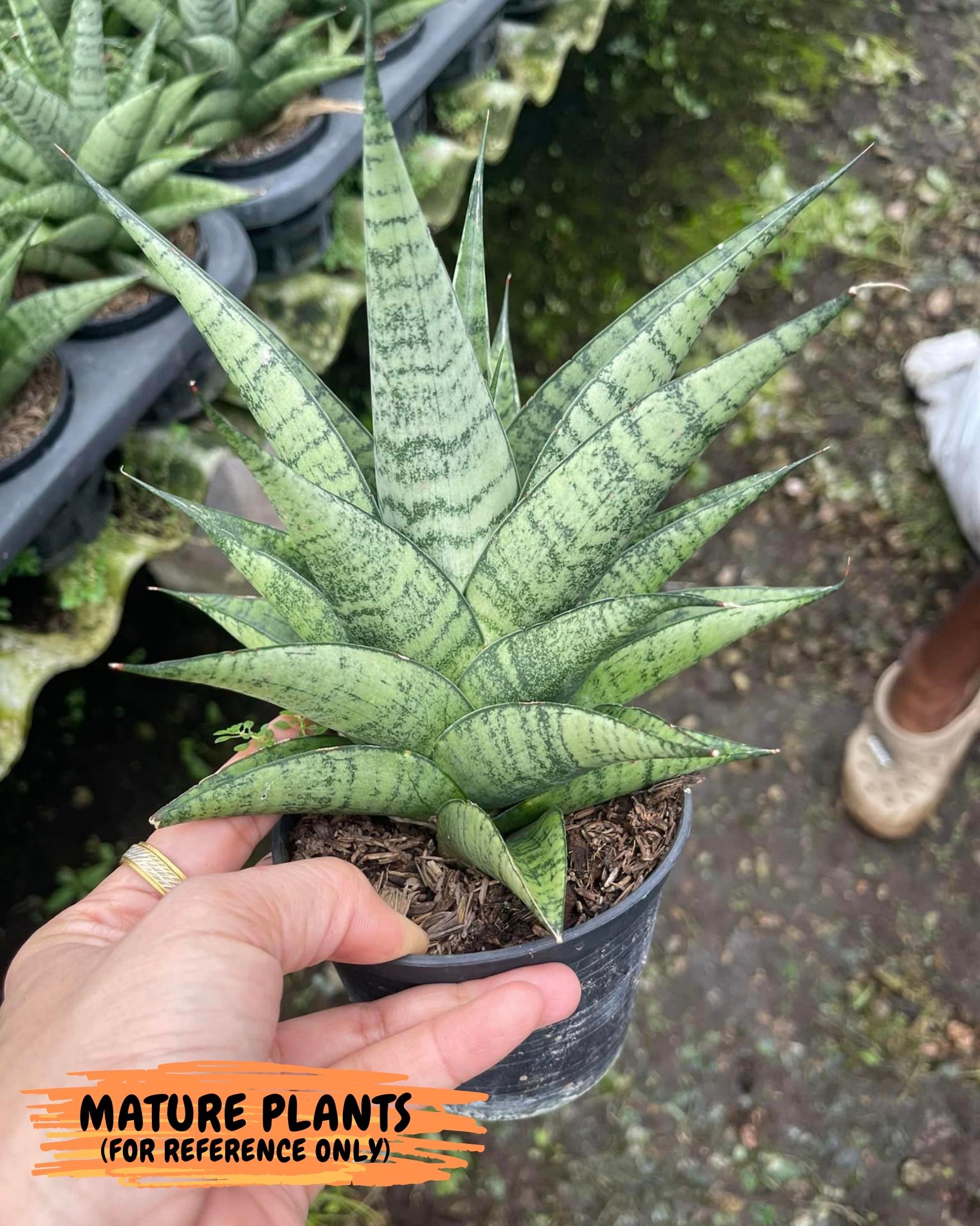 Sansevieria Piano (g1) (6) | Imported Plant - Etsy