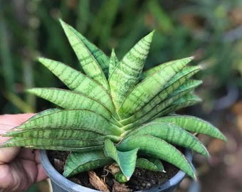 Sansevieria Srikandi (su2) (2) | Imported Sansevieria - Etsy