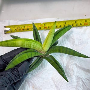 Sansevieria Lemon (cj2) (14) | Rare Hybrids image 3