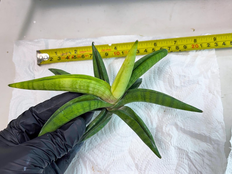 Sansevieria Lemon (cj2) (14) | Rare Hybrids image 3