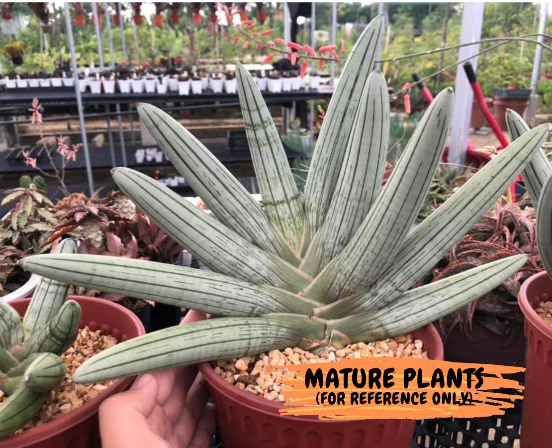 Sansevieria Hahnii Silver Zebra 特大 Buy Our Sansevieria Hahnii Silver | Eureka Farms