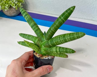 Sansevieria Cylindrica Green Boncel Starfish (#H20) | Imported Plants