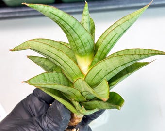 サンスベリア スッフルティコーサ S. suffruticosa サンセベリア サフルティコサ ブラック 黄斑「Sansevieria suffruticosa