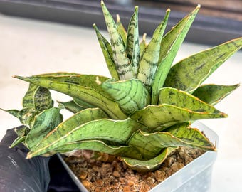 Sansevieria Momo (#ra16) | Very New Hybrids - Etsy