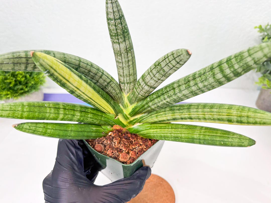 Boncel Sansevieria Boncel Var (g) | Imported Sansevieria - Etsy