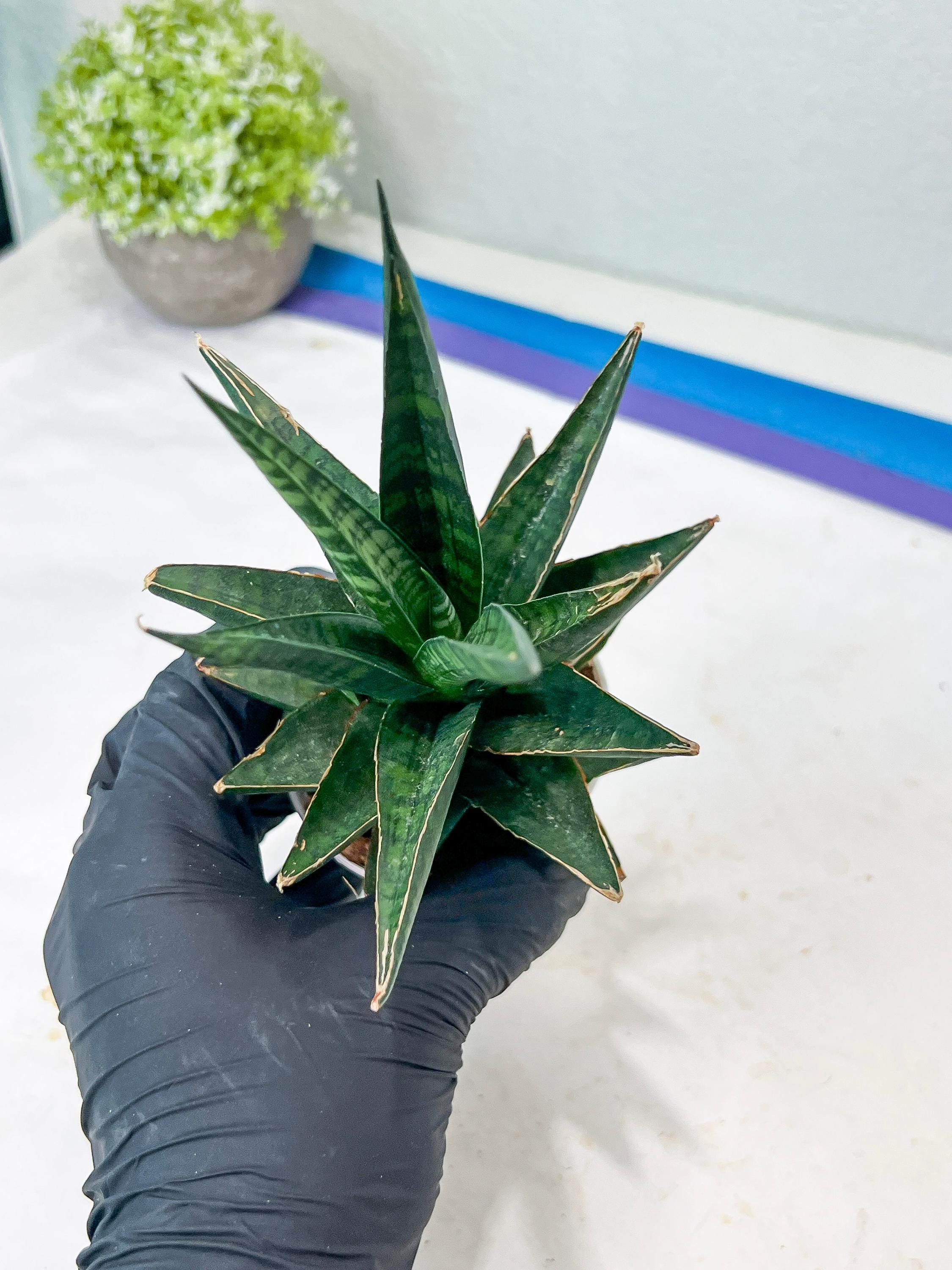 Sansevieria Manny Pacquiao (g1) (15) | Imported Plant - Etsy