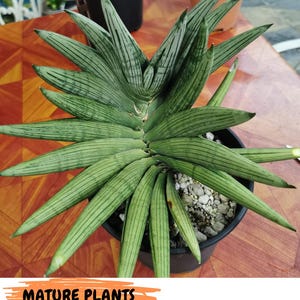 Sansevieria Rookie (#Ra5) | Imported Hybrids