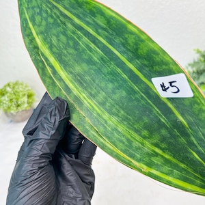 Sansevieria Masoniana Congo Var #5 | Imported Plants