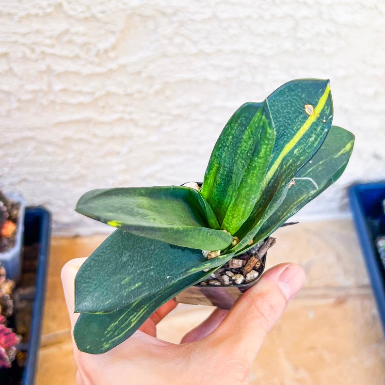 Gasteria Nitida Variegated A3 South African Plants Imported Plants image 4