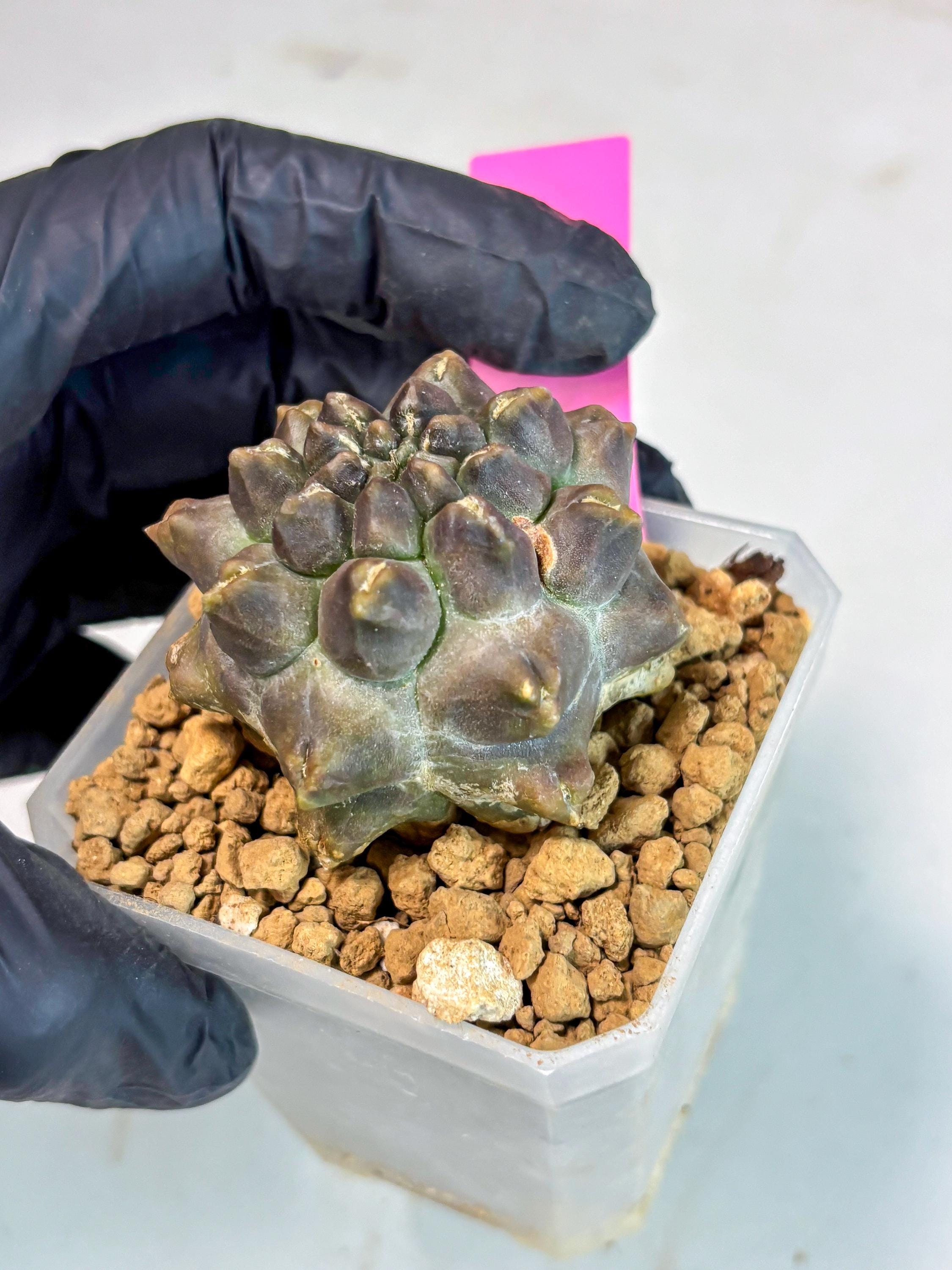 ASギムノカリキウム ミハノ：Gymno.montrose （cluster） Gymnocalycium Montrose (p) | Imported Cactus | Rare Succulent - Etsy