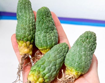 Larryleachia Cactiformis Mini Size (M4) | Rare Succulents | Trichocaulon