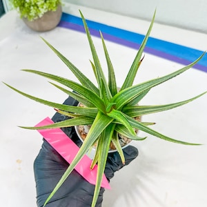 Haworthia Aura (H7) | Impored Haworthia