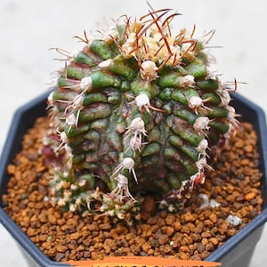 Gymnocalycium T Rex - Etsy