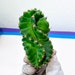 see more listings in the Cactus section