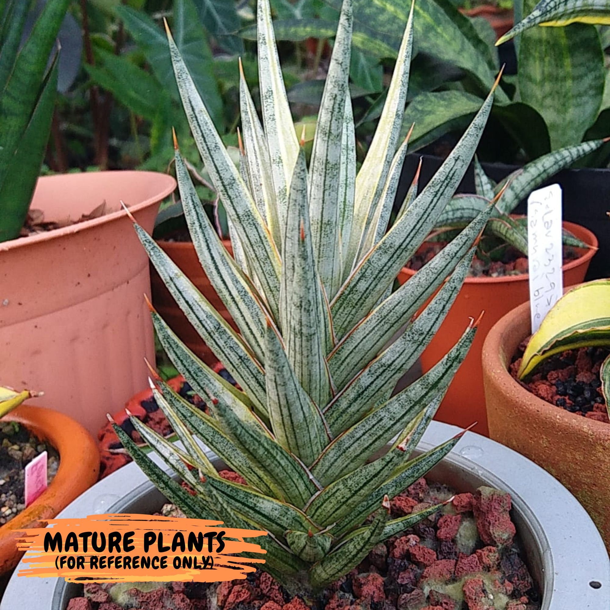 Sansevieria Francisii WHITE Variegated (#RA18) | Imported House