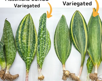 Sansevieria Masoniana Variegated | Shark Fin