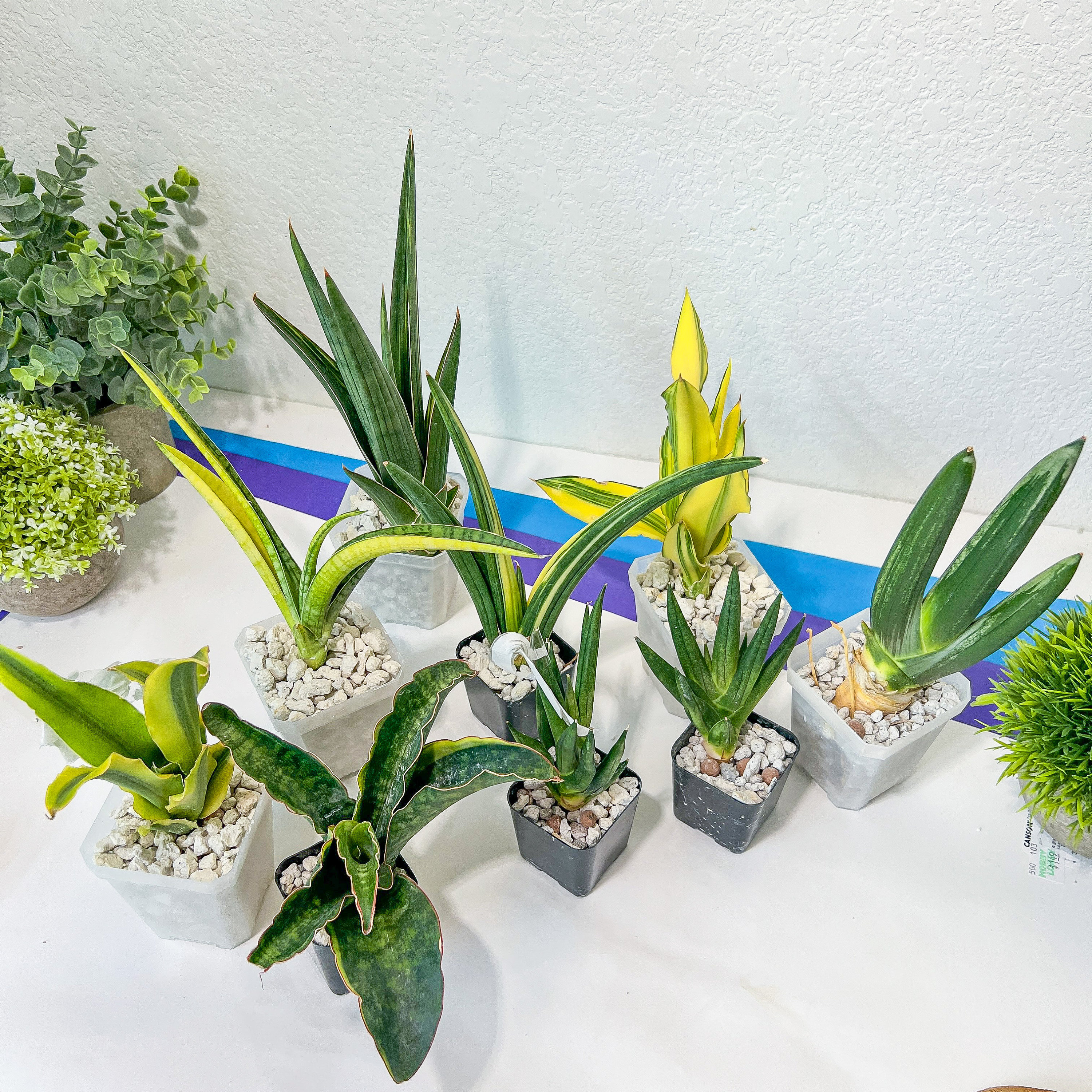 Rare Collections (#G3A) | Plant names in description. Msg for more photos.