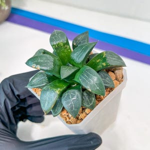 Haworthia Aboukyuu (#Y4) | Imported Succulent