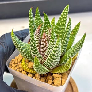 May include: A Haworthia succulent plant with pointed, dark green leaves featuring rows of raised white tubercles. The center leaves show a reddish-brown tint. The plant is potted in a clear square plastic container filled with small brown soil pebbles.