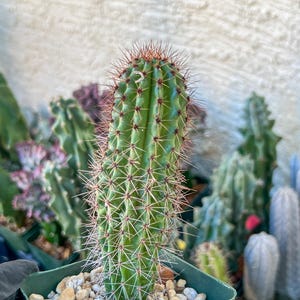 Big Mammillaria Fraileana Cactus Plan | (C1) (O18) | 3.5pot - Etsy
