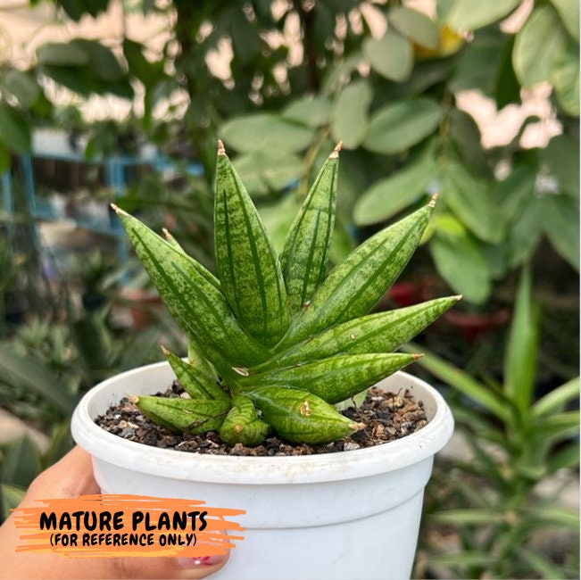 Sansevieria Ming Manee (#AC56) | Imported Snake Plant - Etsy