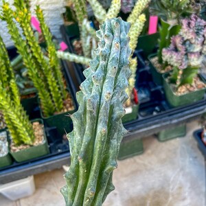 May include: Close-up of a green and blue succulent plant with a spiral shape. The plant has a textured surface with small, sharp spines along the edges. Other potted succulents are visible in the background, suggesting a plant nursery or garden setting.