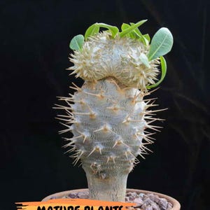 Brevicaule Baker (9) | Rare Plants | Ship with Pots