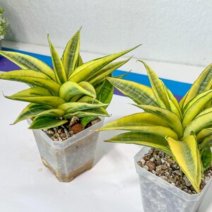 Sansevieria Cordova (#A4) | Pick Your Rare Botanical Treasure - Etsy