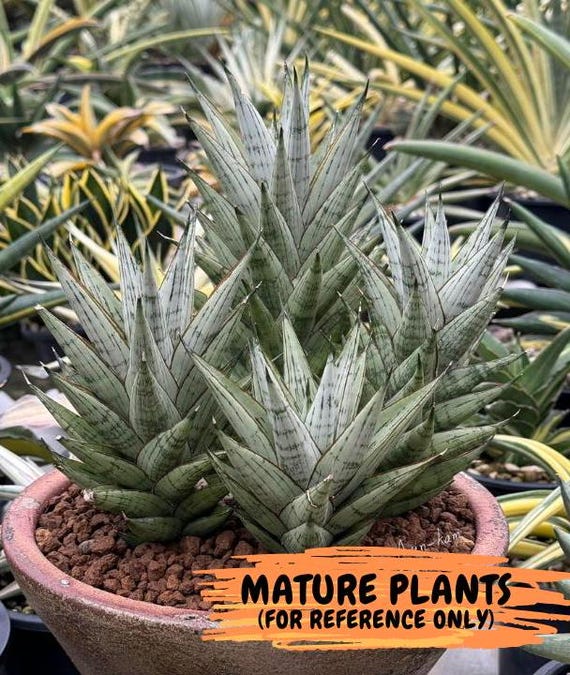 サンスベリア ペロッティ Sansevieria perrottetii Sansevieria Peridot (PH14) | Imported Plants | Rare Hybrid