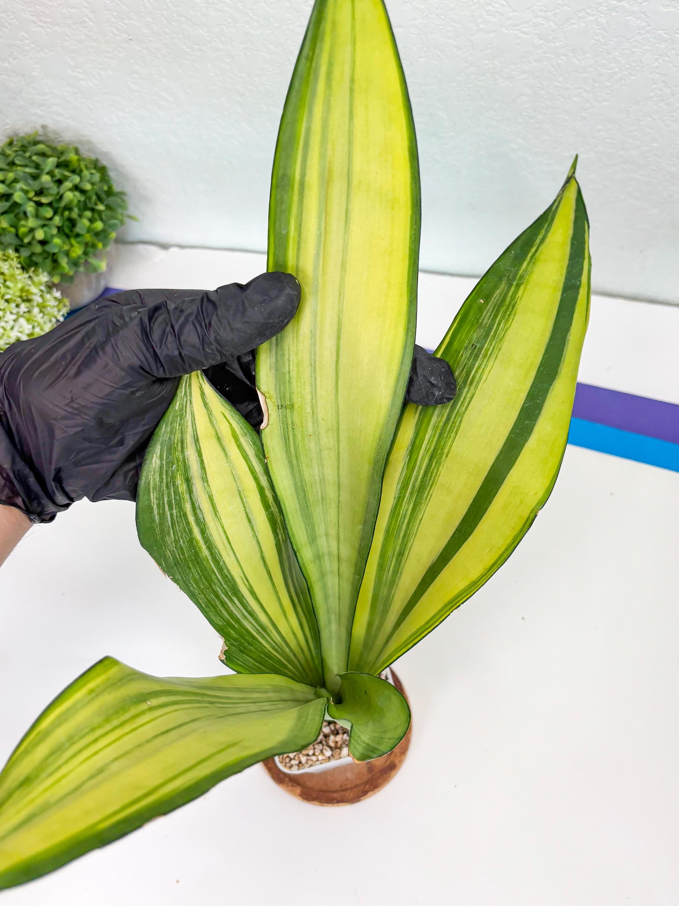 Sansevieria Moonshine Variegated (R) | Imported Plants - Etsy