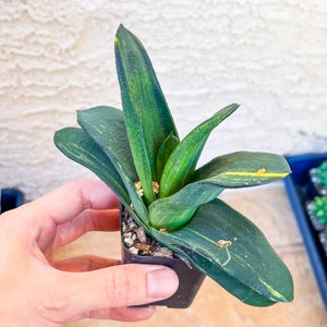 Gasteria Nitida Variegated A3 South African Plants Imported Plants image 3