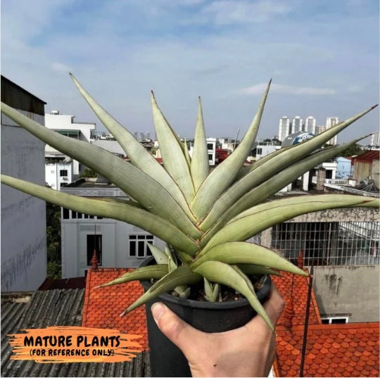 希少サンスベリア チャオプラヤ sansevieria chaophraya サンセベリア チャオプラヤ 「Sansevieria Chao Phraya」1J | SHO
