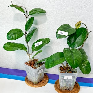 Hoya Motoskei LC12 Rare Imported Hoyas Fast growing Indoor Plants 3 Inch Pots/Leca Included image 1