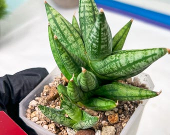 Sansevieria Ming Manee (#AC56) | Imported Snake Plant - Etsy