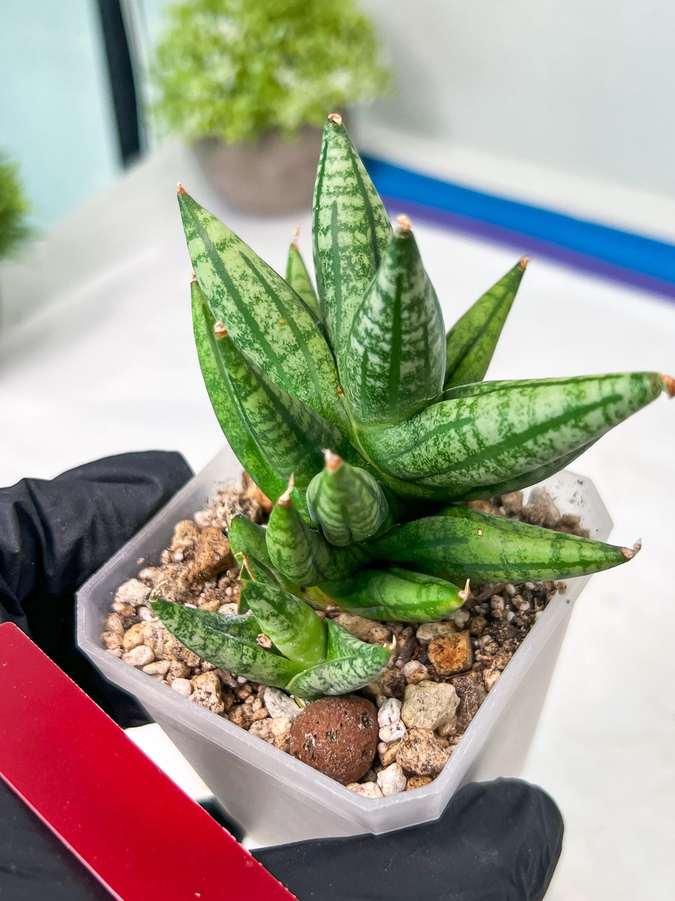サンスベリア Sansevieria Mingmanee v B Sansevieria Ming Manee (#AC56) | Imported Snake Plant - Etsy