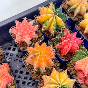 May include: A collection of colorful Gymnocalycium cactus plants in small blue pots. The cacti display vibrant hues of orange, red, yellow, and green. The plants are arranged in a black tray, showcasing their unique star-like shapes.