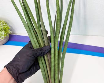 Sansevieria Ming Manee (#AC56) | Imported Snake Plant - Etsy