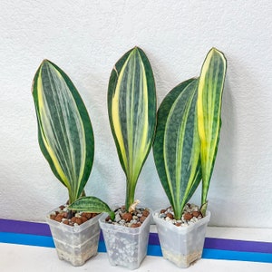 Sansevieria Masoniana Variegated (#MA1~12) | Air Purifier Plants | Easy Care Plants