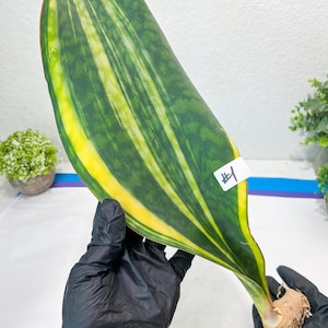 Sansevieria Masoniana Congo #1 | Imported Plants