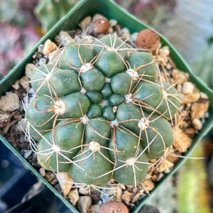 Melocactus Violaceus - Etsy