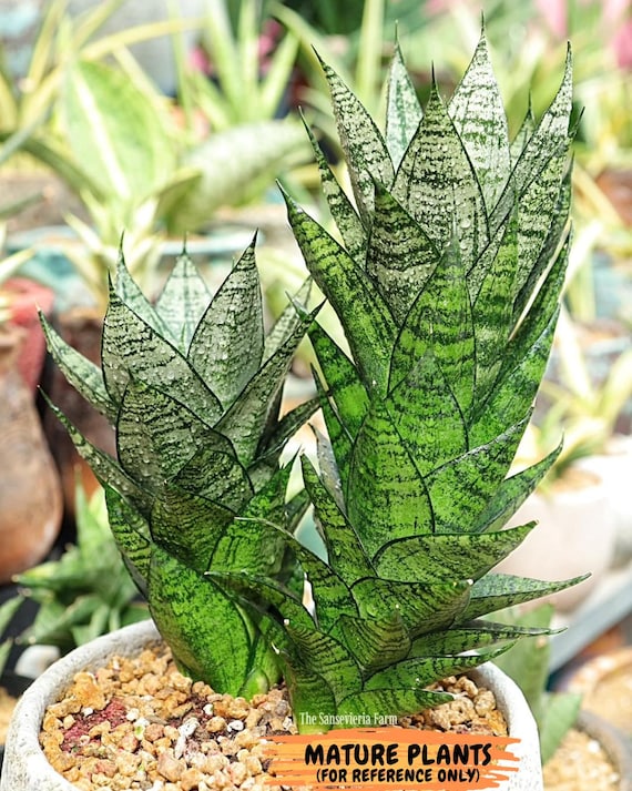 Sansevieria Ehrendel (su2) (11) | Imported Sansevieria - Etsy