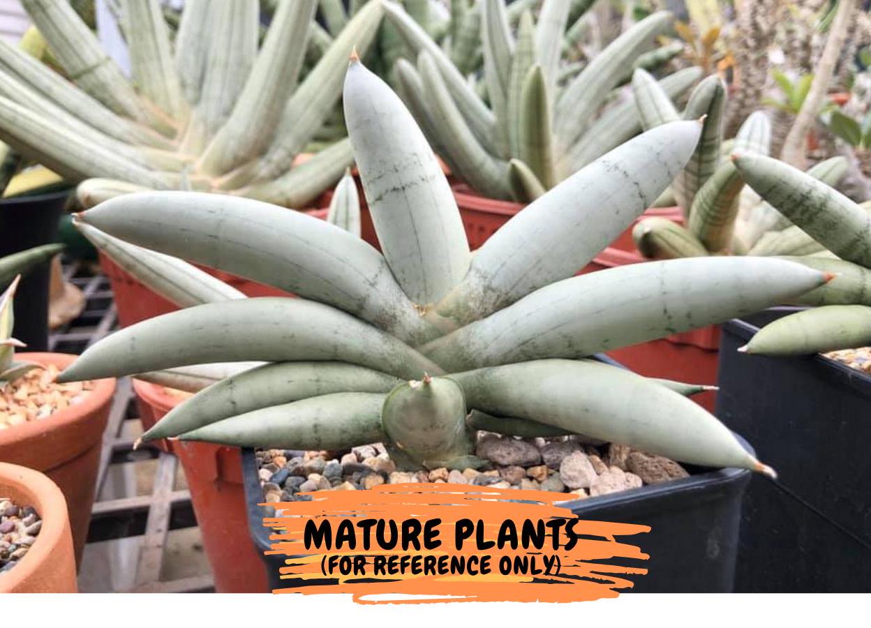 Sansevieria-boncellensis Platinum サンスベリア-ボンセレンシス プラチナム  Sansevieria \"Boncel\" Silver form (Dracena)