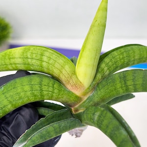 Sansevieria Lemon (cj2) (14) | Rare Hybrids image 5