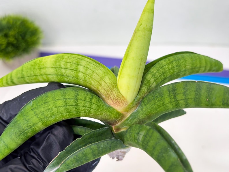 Sansevieria Lemon (cj2) (14) | Rare Hybrids image 5