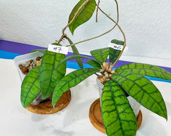 Hoya Callistophylla Short Leaves (#LB6~7) | Rare Imported Hoyas | Fast growing Indoor Plants | 3 Inch Pots/Leca Included