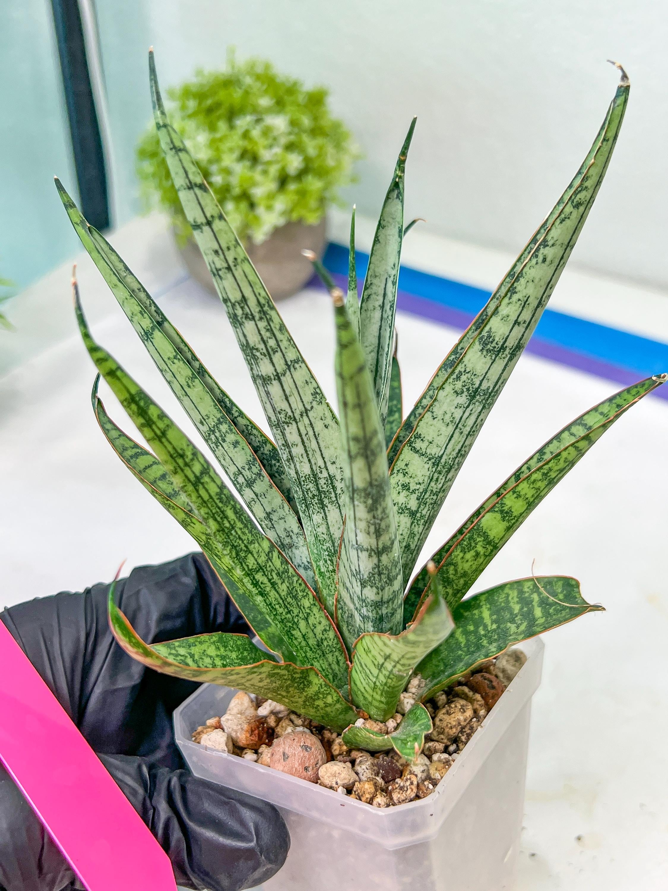 サンスベリア Sansevieria Su-kreep A Sansevieria Sweet Celery (AC62) | Rare Snake Plant - Etsy